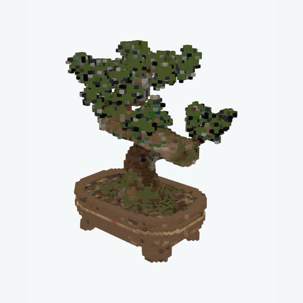 Ficus Bonsai